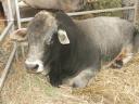 statefair002.jpg