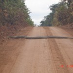aussie_speed_bump