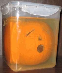best_pumpkin-6
