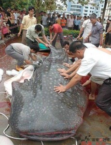 holy_catfish_batman-1