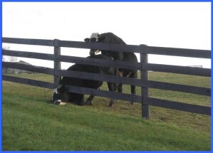 moo moo
