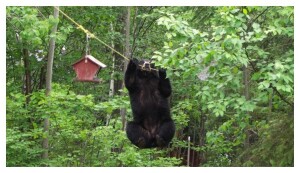 bird_feeder1