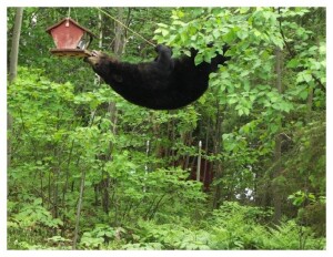 bird_feeder2