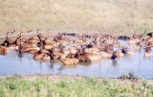 wyoming_hottub
