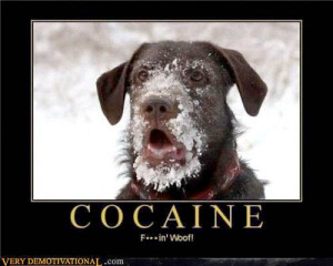 cocaine dog