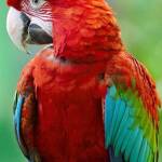 Parrot