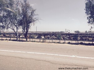 thekumachan_105