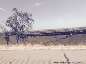 thekumachan_108