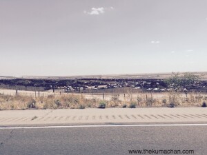 thekumachan_109