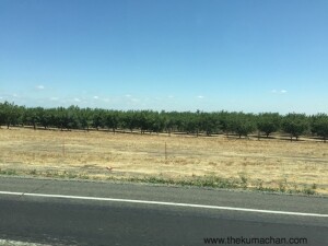 thekumachan_118