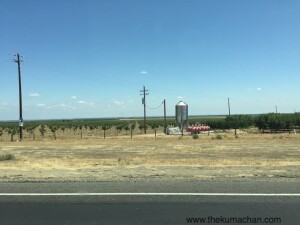 thekumachan_119