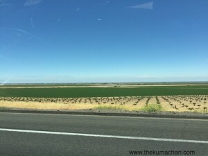 thekumachan_129