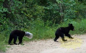 image02811