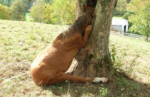 image0369