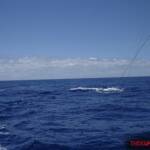 thekumachan_oahu_hawaii_charter_boat-6