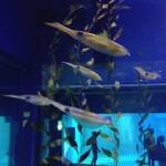 thekumachan_Aquarium_Osaka_Japan-11