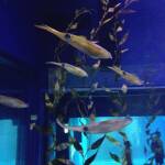 thekumachan_Aquarium_Osaka_Japan-12