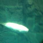 thekumachan_Aquarium_Osaka_Japan-16