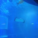 thekumachan_Aquarium_Osaka_Japan-19