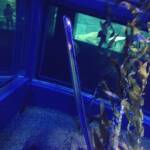 thekumachan_Aquarium_Osaka_Japan-30