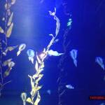 thekumachan_Aquarium_Osaka_Japan-32