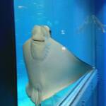 thekumachan_Aquarium_Osaka_Japan-33