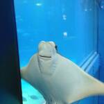 thekumachan_Aquarium_Osaka_Japan-34