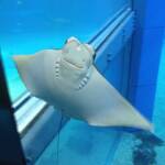 thekumachan_Aquarium_Osaka_Japan-35