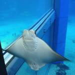 thekumachan_Aquarium_Osaka_Japan-37