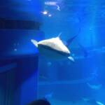 thekumachan_Aquarium_Osaka_Japan-6