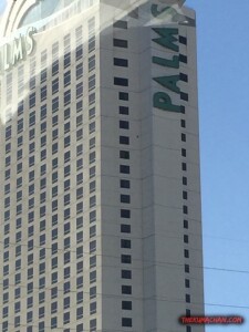 thekumachan_Las_Vegas_Nevada-25