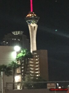 thekumachan_Las_Vegas_Nevada-53