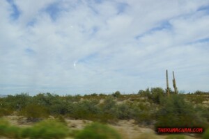 thekumachan_Phoenix_AZ-Temecula_CA-3