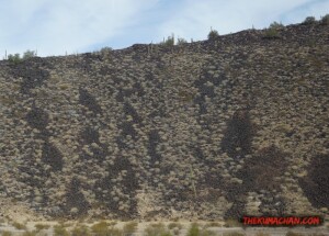 thekumachan_Phoenix_AZ-Temecula_CA-7