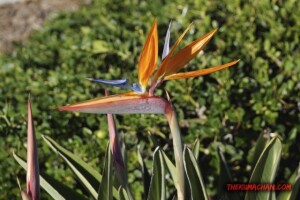 thekumachan_San_Diego_California-002
