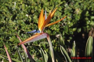 thekumachan_San_Diego_California-003