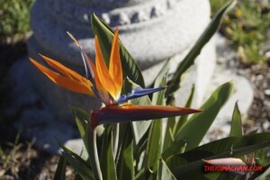 thekumachan_San_Diego_California-004