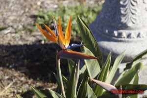 thekumachan_San_Diego_California-005