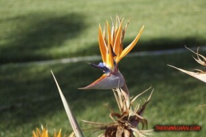 thekumachan_San_Diego_California-006