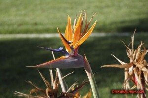 thekumachan_San_Diego_California-007