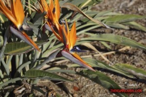 thekumachan_San_Diego_California-008
