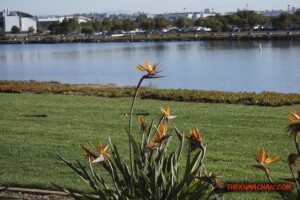 thekumachan_San_Diego_California-010