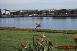 thekumachan_San_Diego_California-011