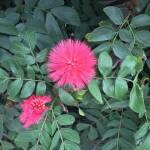 thekumachan_San_Diego_California-4