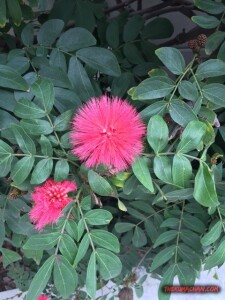 thekumachan_San_Diego_California-4