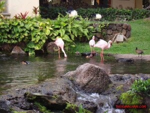 thekumachan_hilton_hawaiian_village_hotel-10