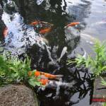 thekumachan_hilton_hawaiian_village_hotel-2