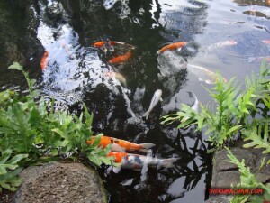 thekumachan_hilton_hawaiian_village_hotel-2