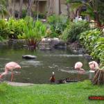 thekumachan_hilton_hawaiian_village_hotel-8