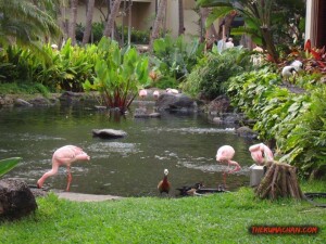 thekumachan_hilton_hawaiian_village_hotel-8